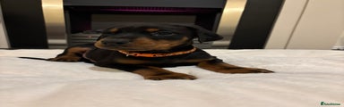 Dobermann Puppy 1