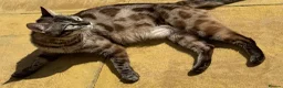 Bengal cats for sale: TICA RARE charcoal SNOW mink, 3 years - Advert 2