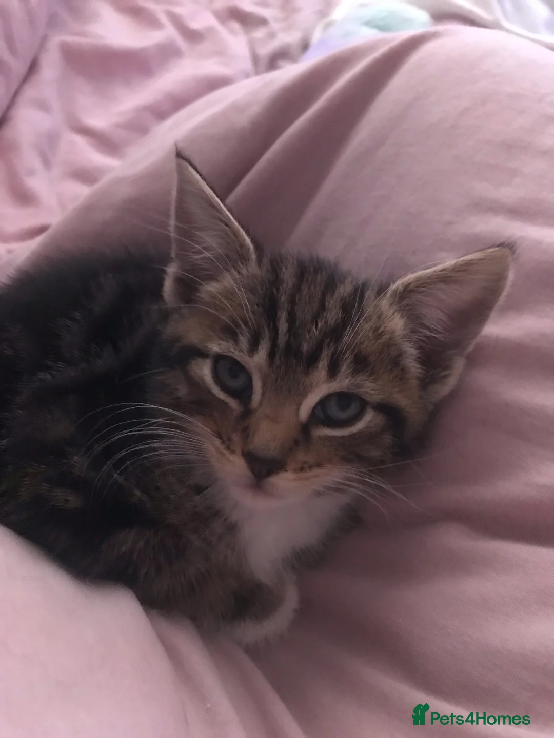 Mixed Breed cats for sale: Adorable kittens 8 weeks old ready now  - Advert 1