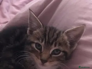 Mixed Breed cats Adorable kittens 8 weeks old ready now - Advert 2