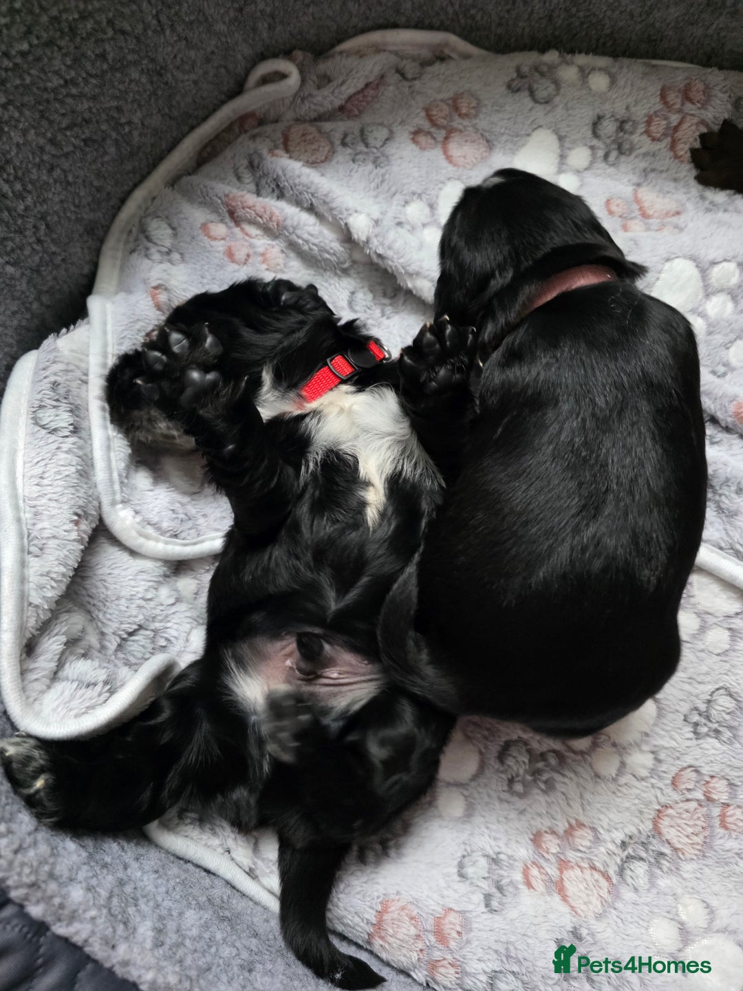 Cocker Spaniel dogs for sale: last puppy (girl) of the Working Cocker Spaniel - Advert 37