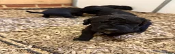 Mixed Breed dogs for sale: Bedlington x Whippet Lurcher puppy’s  in Westerham - Advert 19