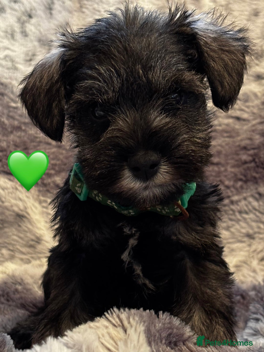 Miniature Schnauzer dogs for sale: Miniature Schnauzer Puppies - Image 8