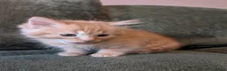 Mixed Breed cats for sale: 3 male mixed breed kittens for sale - Advert 1