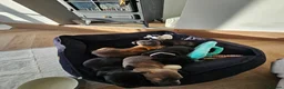 Mixed Breed dogs for sale: Frenchie x Staffy Puppys - Advert 8