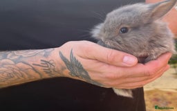 Mini Lop rabbits for sale: A Mix of Mini lop and Mini Lion Lop - Image 14