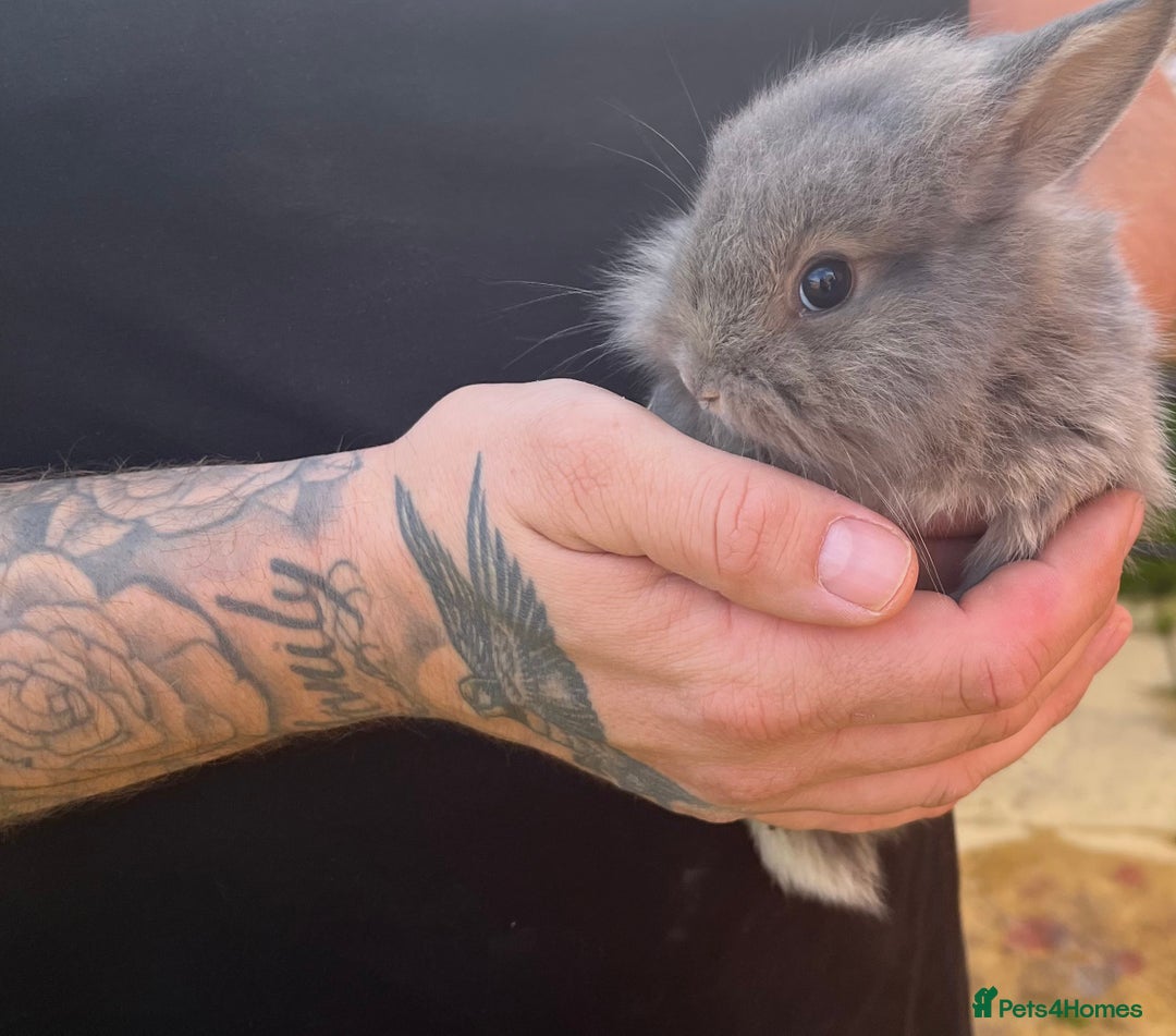 Mini Lop rabbits for sale: A Mix of Mini lop and Mini Lion Lop - Image 14