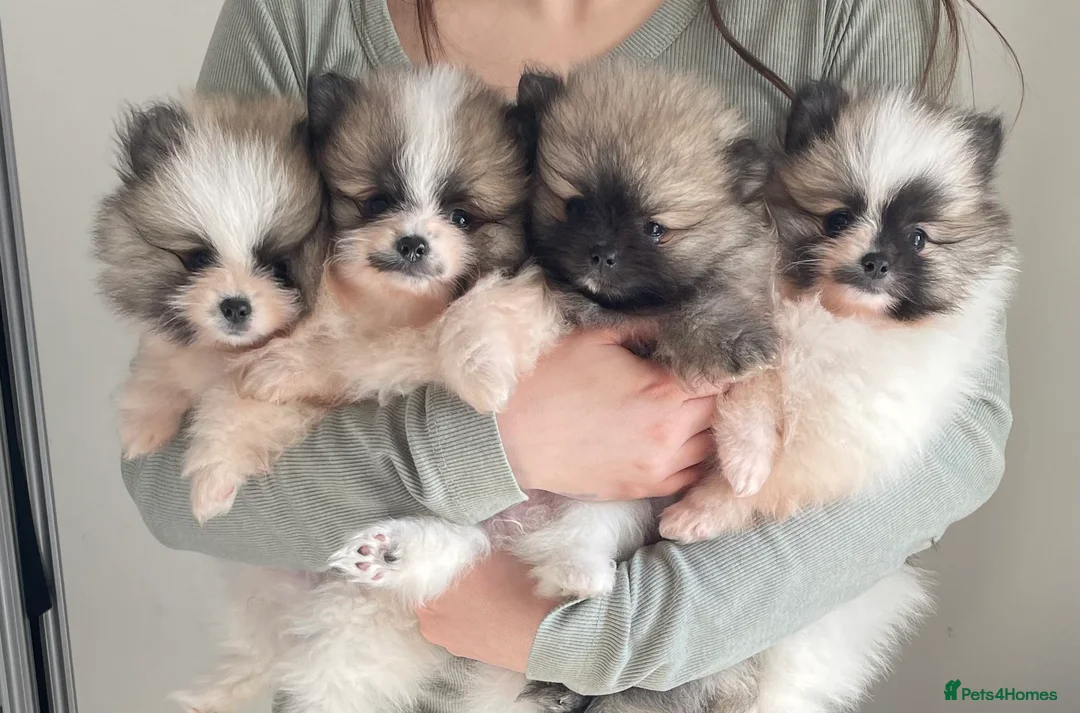 Pomeranian dogs for sale: KC reg Beautiful Teddy bear Pomeranian girls - Advert 2