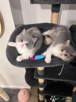 British Shorthair cats 💖Rare Colors British Shorthair Kittens💖 - Advert 2