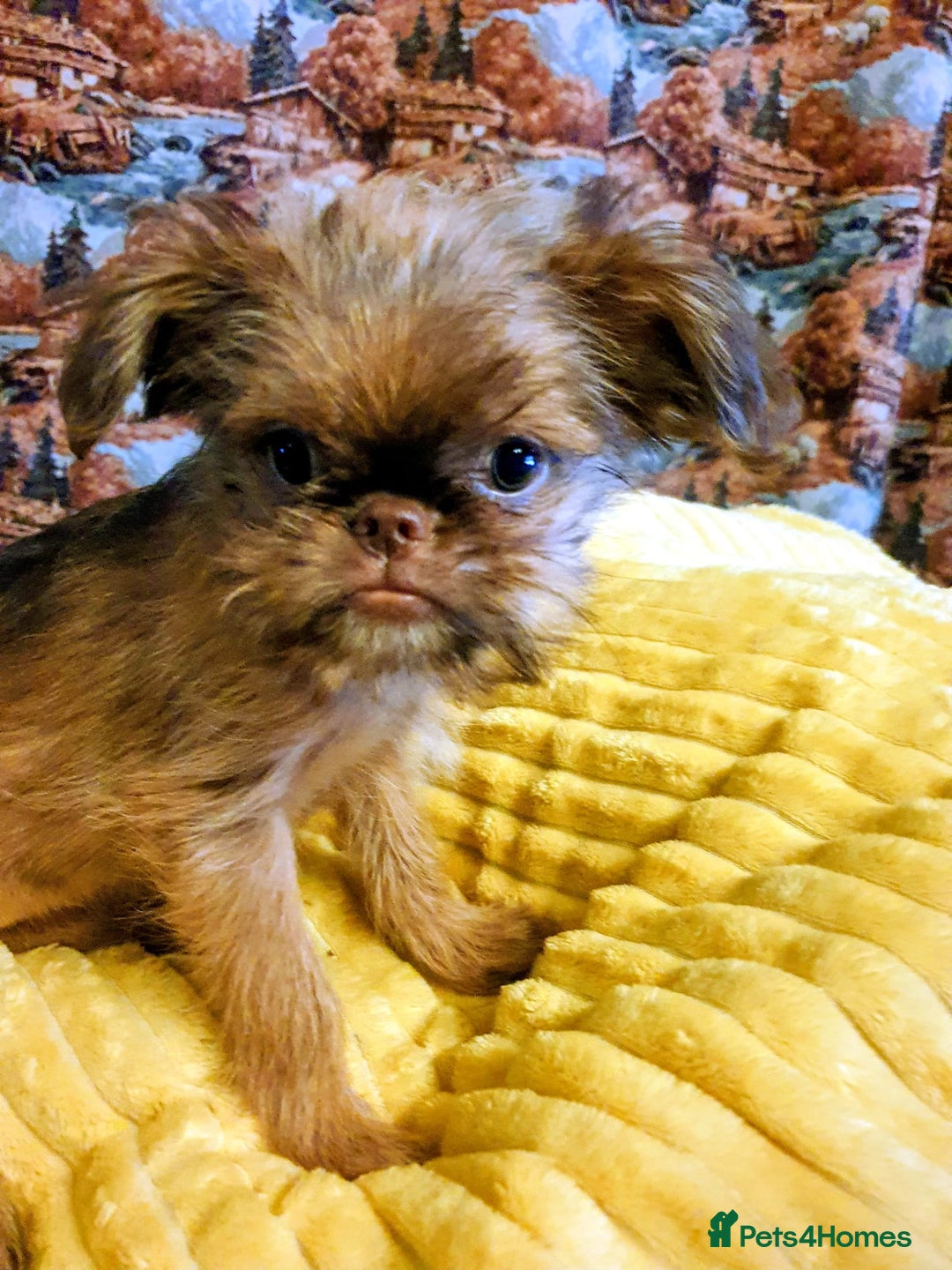 Griffon Bruxellois dogs for sale: One Beautiful Girl - Advert 1