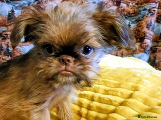 Griffon Bruxellois dogs One Christmas Elf - Advert 1