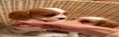 Cavalier King Charles Spaniel 2