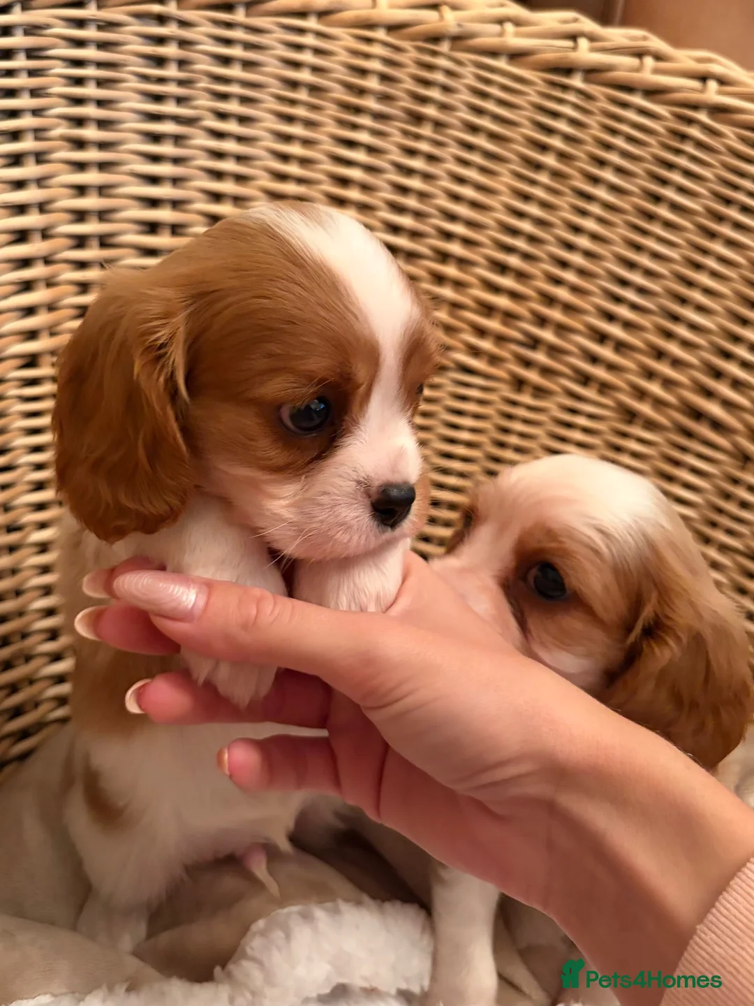 Cavalier King Charles Spaniel dogs for sale: DNA Clear KC Registered Cavalier Kcs Pups - Advert 24