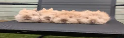 Lionhead rabbits for sale: Purebred doublemane lionhead babies in Wellington - Advert 7