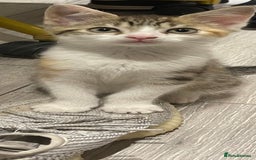 British Longhair cats for sale: 2 ADORABLE FLUFFY BRITISH LONGHAIR KITTENS LEFT!!! - Image 21