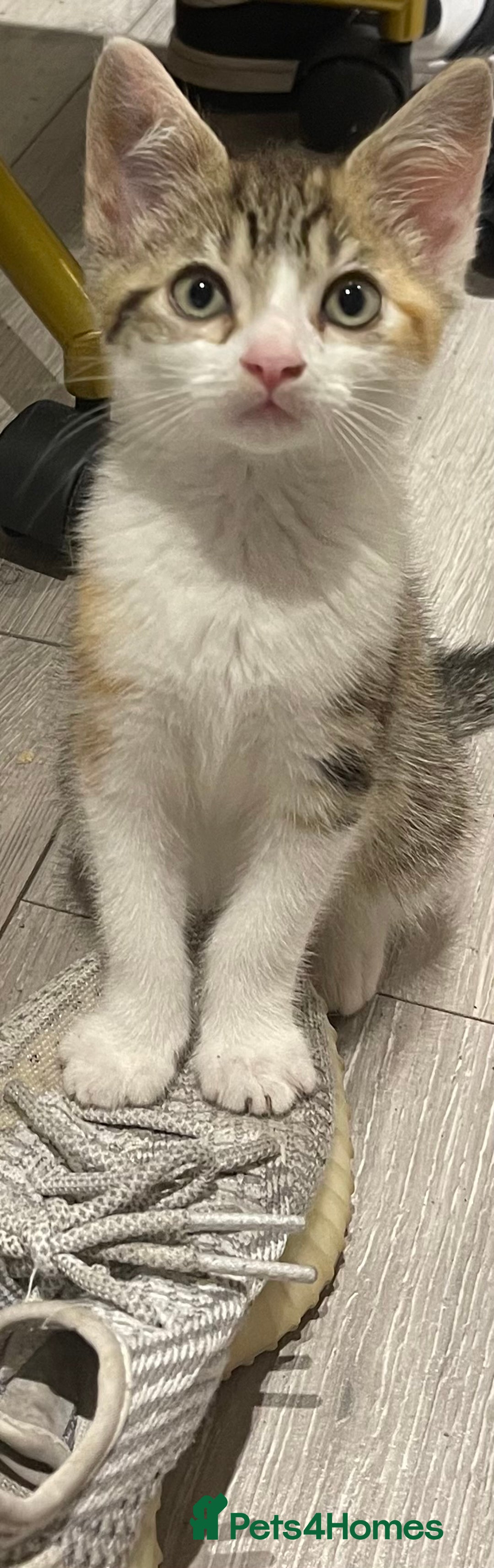 British Longhair cats for sale: 2 ADORABLE FLUFFY BRITISH LONGHAIR KITTENS LEFT!!! - Image 21