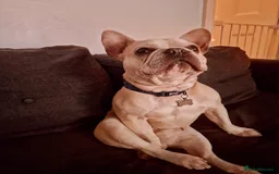French Bulldog dogs for sale: Male French bulldog  - Image 9
