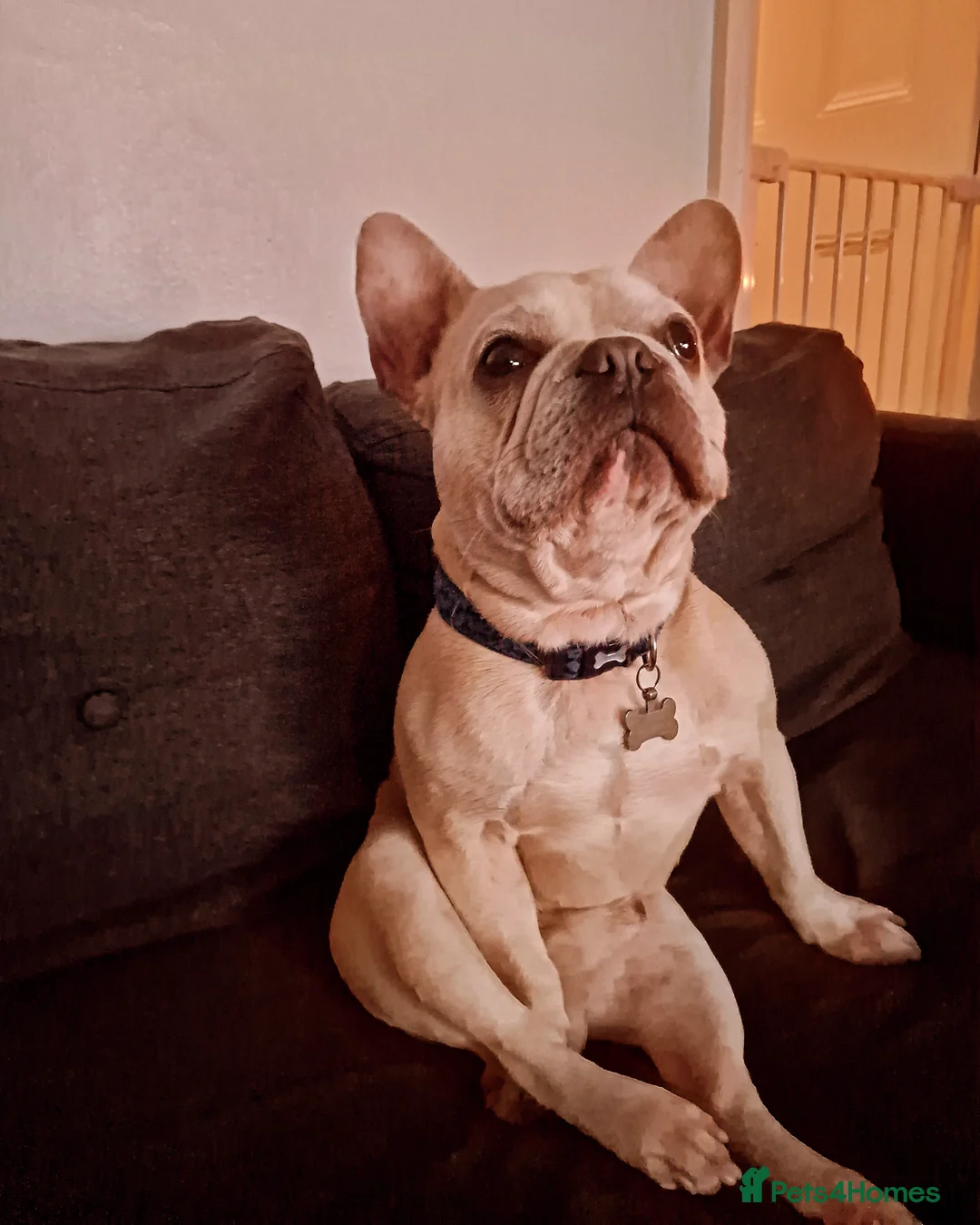French Bulldog dogs for sale: Male French bulldog  - Image 9