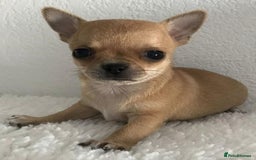 Chihuahua dogs for sale: Chihuahua puppies - Image 1