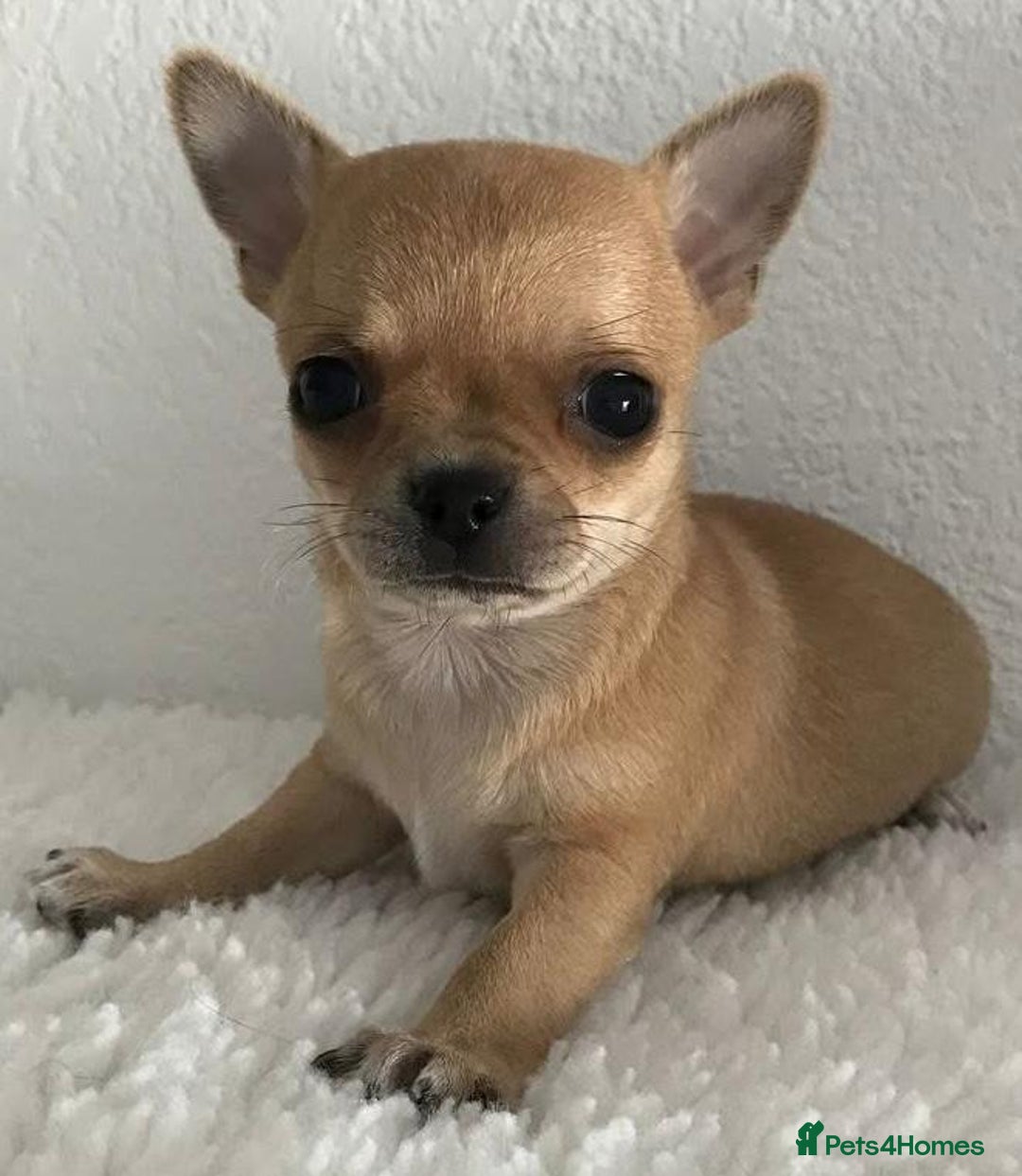 Chihuahua dogs for sale: Chihuahua puppies - Image 1