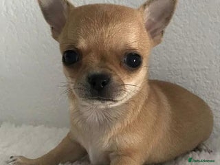 Chihuahua dogs for sale - Advert 1