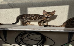 Bengal cats for sale: 5 Bengal kittens , 2 boys and 3 girls  - Image 16