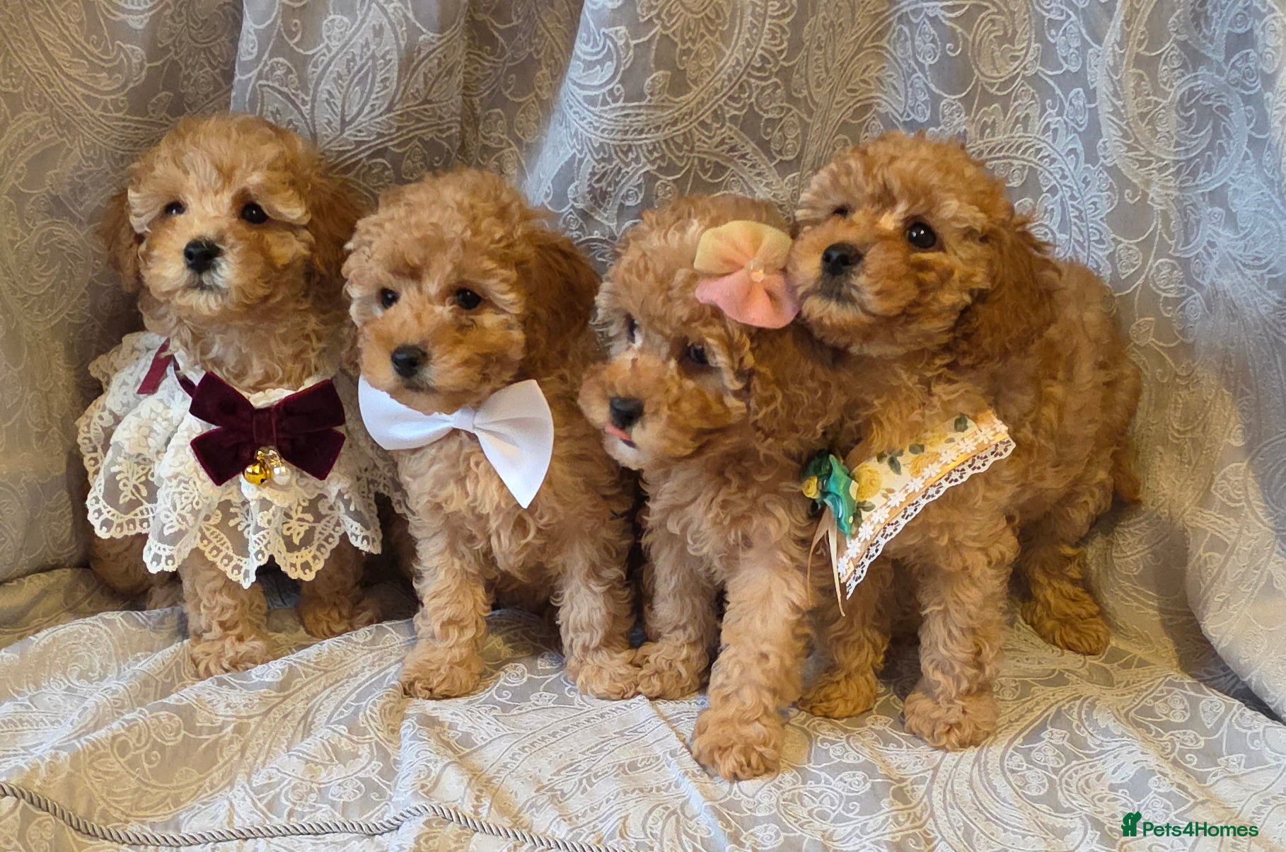 Miniature Poodle dogs four beautiful little red poodle girls - Advert 5