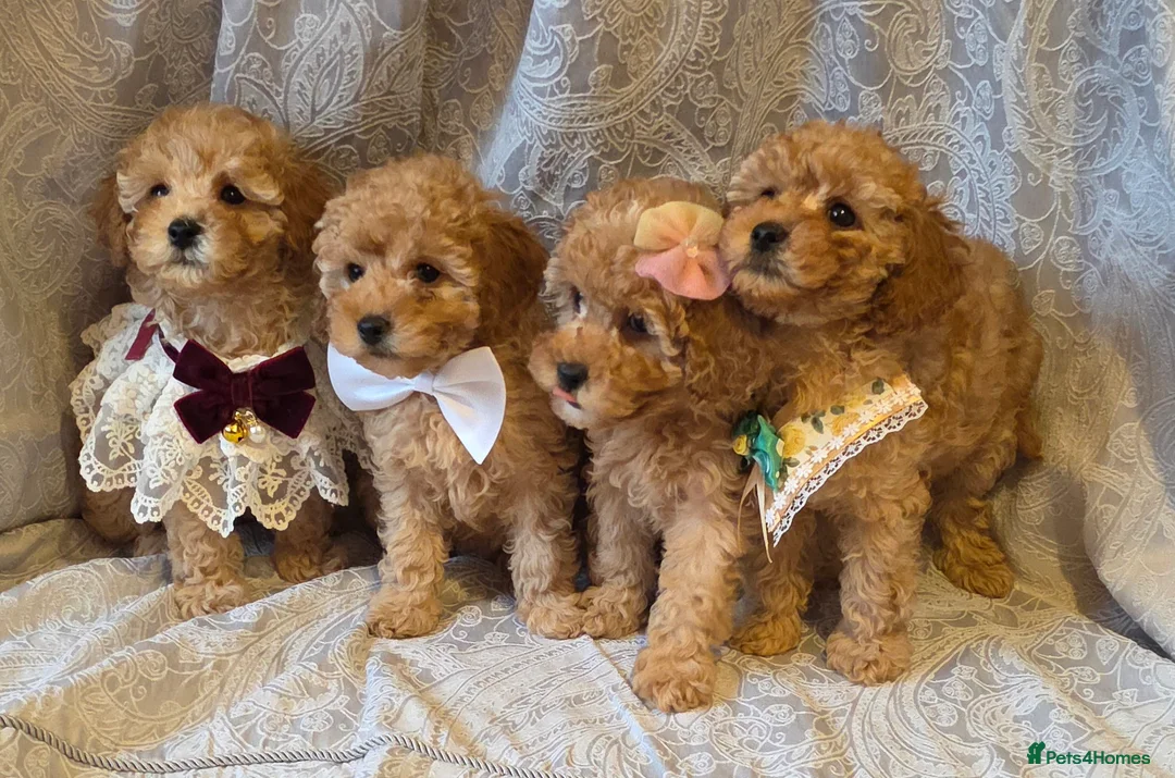 Miniature Poodle dogs for sale: four beautiful little red poodle girls - Advert 1