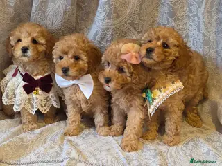 Miniature Poodle dogs four beautiful little red poodle girls - Advert 5