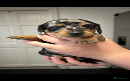 Miniature Dachshund dogs for sale: Miniature dachshund - Image 11