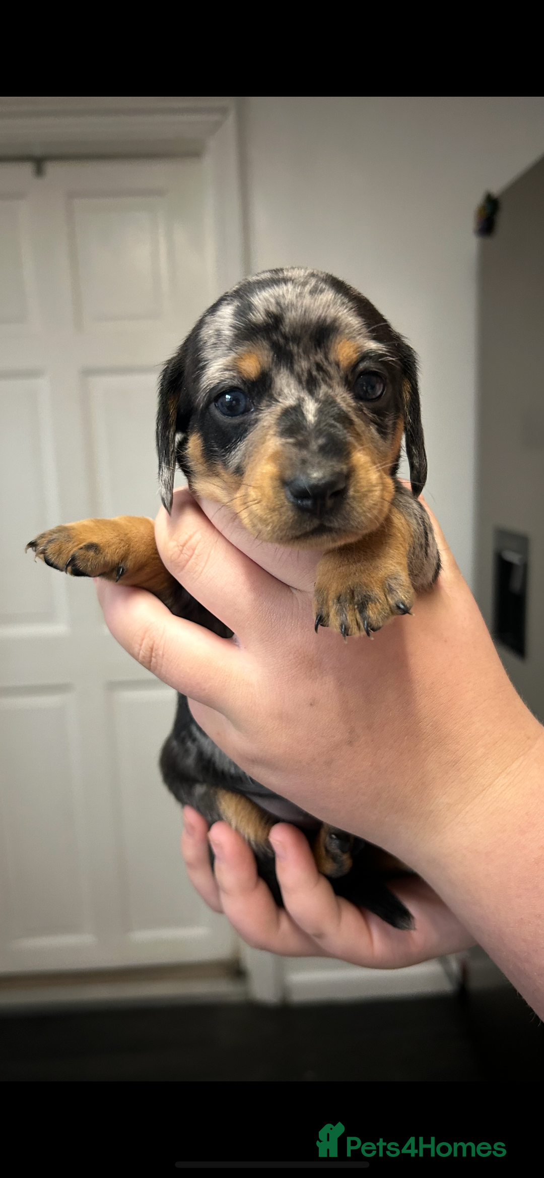 Miniature Dachshund dogs for sale: Miniature dachshund - Image 11