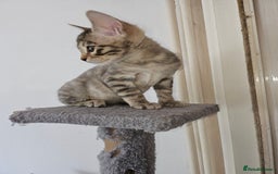 Bengal cats for sale: 2 stunning unique snow bengal kittens left  - Image 19