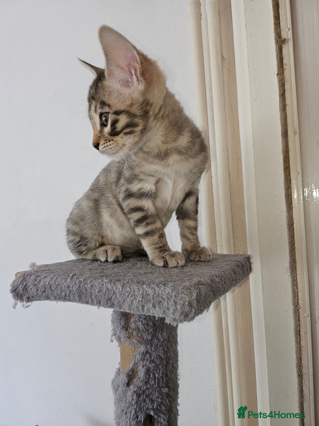 Bengal cats for sale: 2 stunning unique snow bengal kittens left  - Image 19