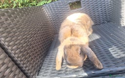 Mini Lop rabbits for sale: Brown mini lop - Image 3