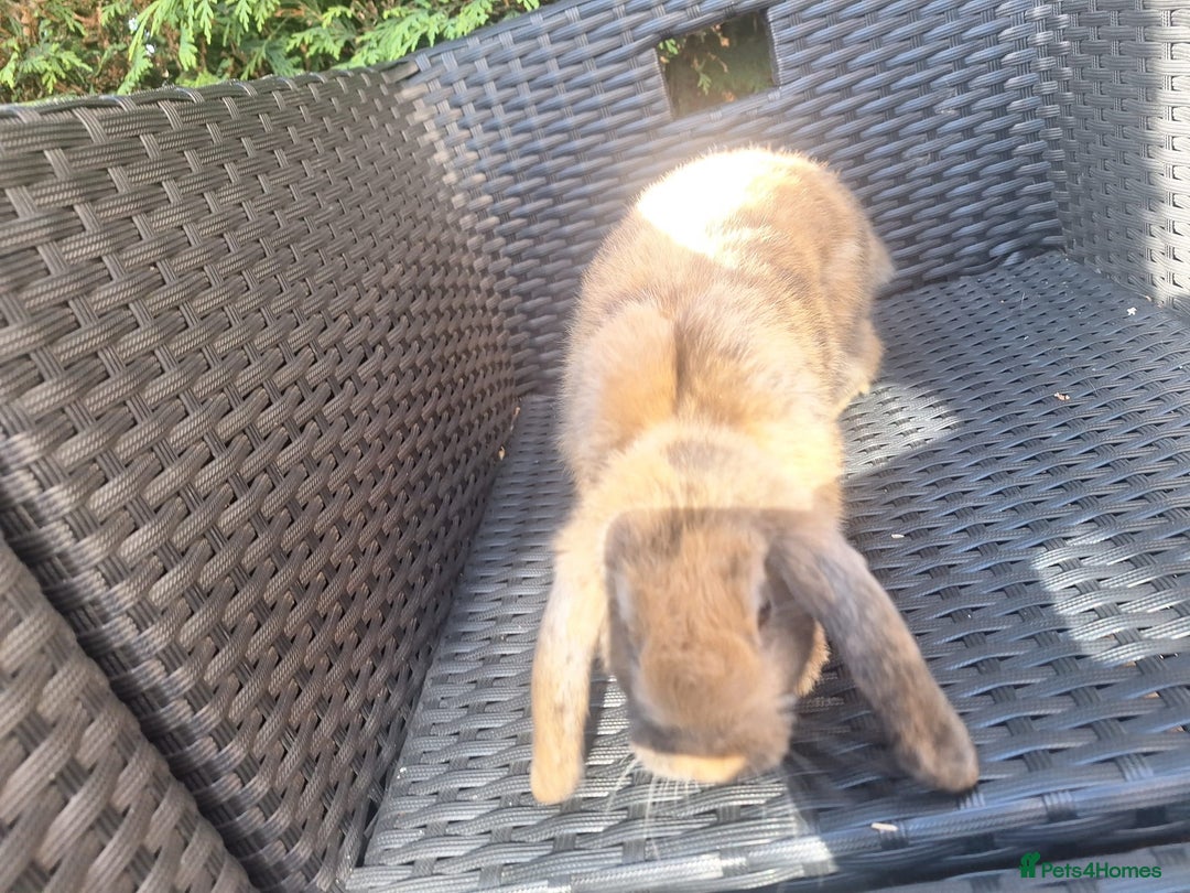 Mini Lop rabbits for sale: Brown mini lop - Image 3