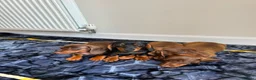 Miniature Dachshund dogs for sale: Miniature dachshund ready to leave in Manchester - Advert 3