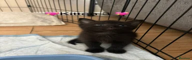 Kitten 3 