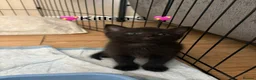 Mixed Breed cats for sale: 💖 3 beautiful girls 💖 - Advert 5