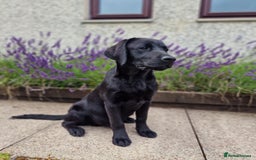 Labrador Retriever dogs for sale: 🐾 Black Labrador Puppy for Sale 🐾 - Image 3
