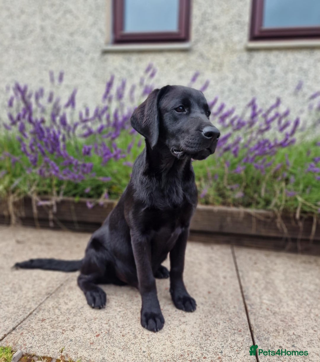 Labrador Retriever dogs for sale: 🐾 Black Labrador Puppy for Sale 🐾 - Image 3