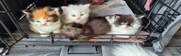 Mixed Breed cats for sale: Beautiful kittens  - Advert 15
