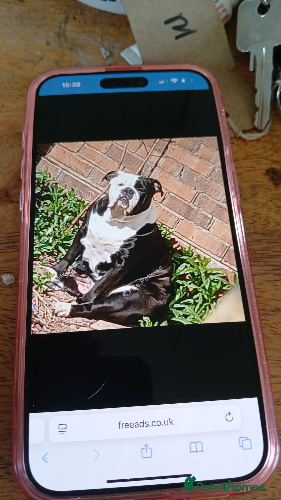 Olde English Bulldogge dogs for sale: English bulldogs  - Image 8
