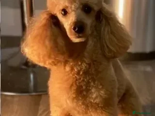 Cockapoo dogs - Advert 5