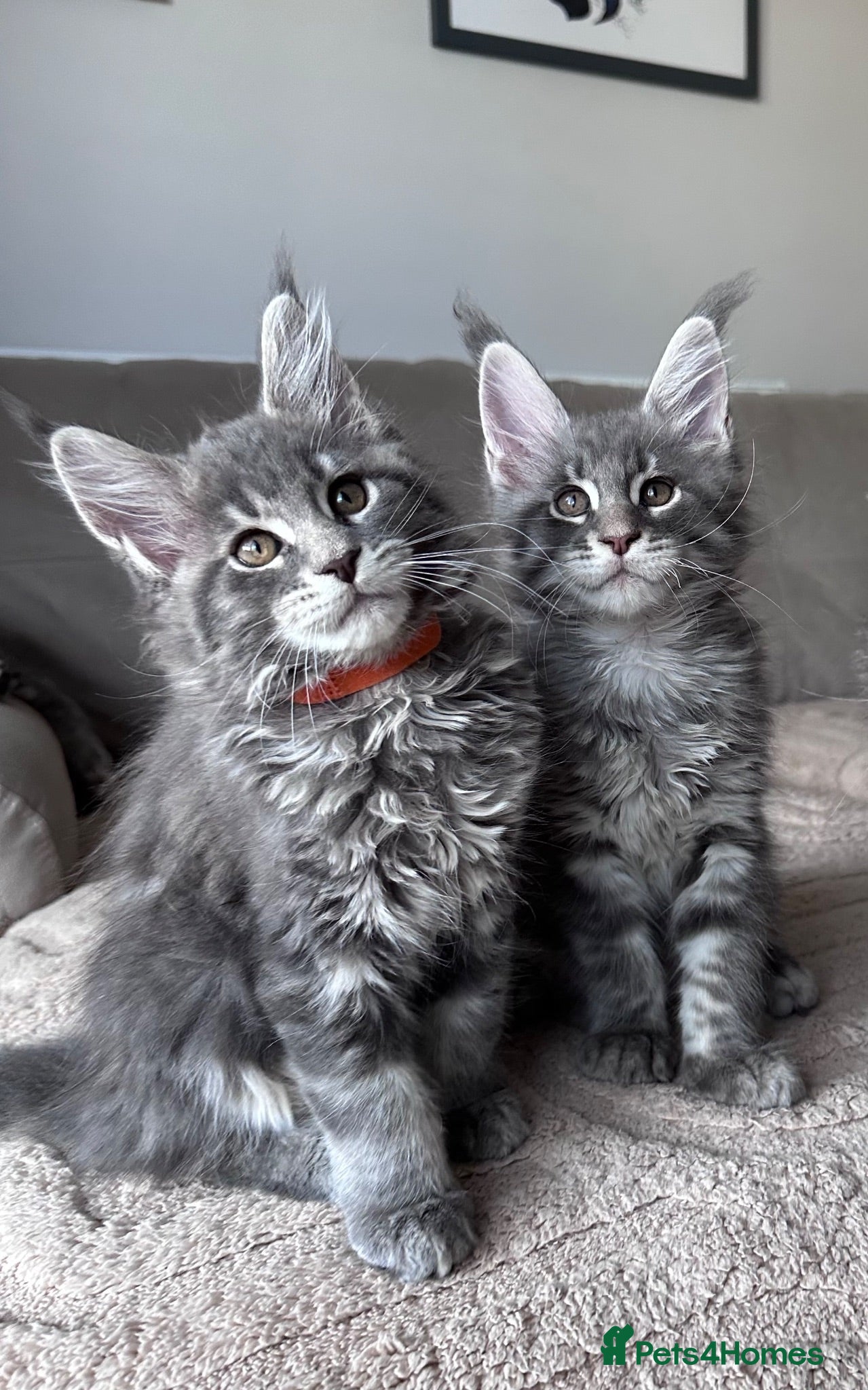 Maine Coon cats ✨7 Gorgeous Pure Breed Maine Coon Kittens✨ - Advert 1