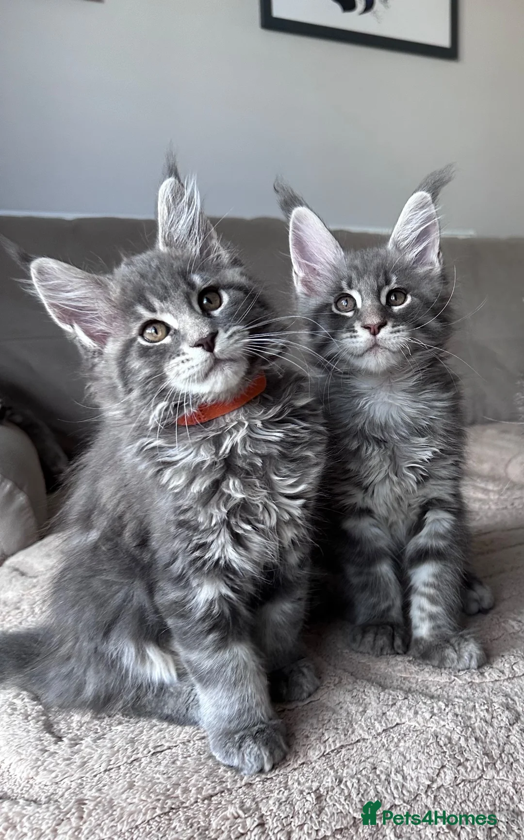 Maine Coon cats for sale: ✨5 Gorgeous Pure Breed Maine Coon Kittens✨ - Advert 1