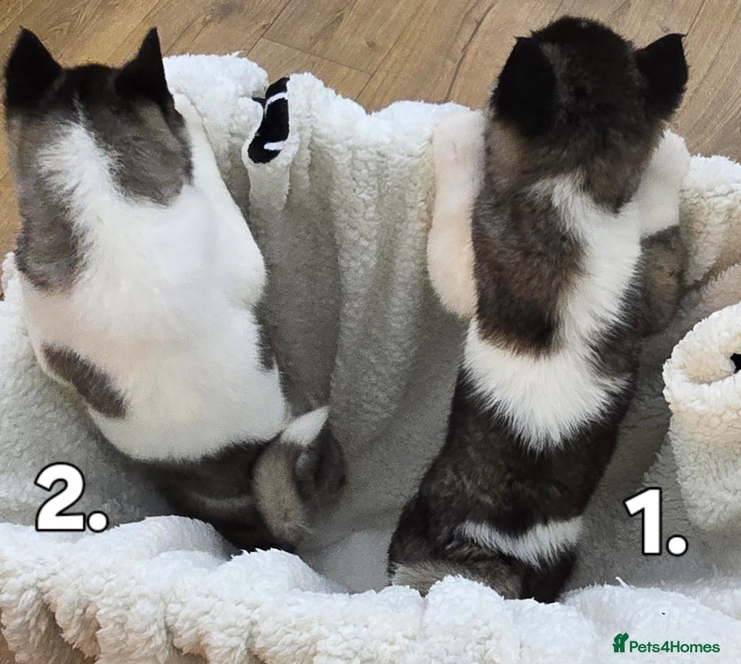 Akita dogs for sale: Gorgeous American Akita Pups for Sale - Advert 6