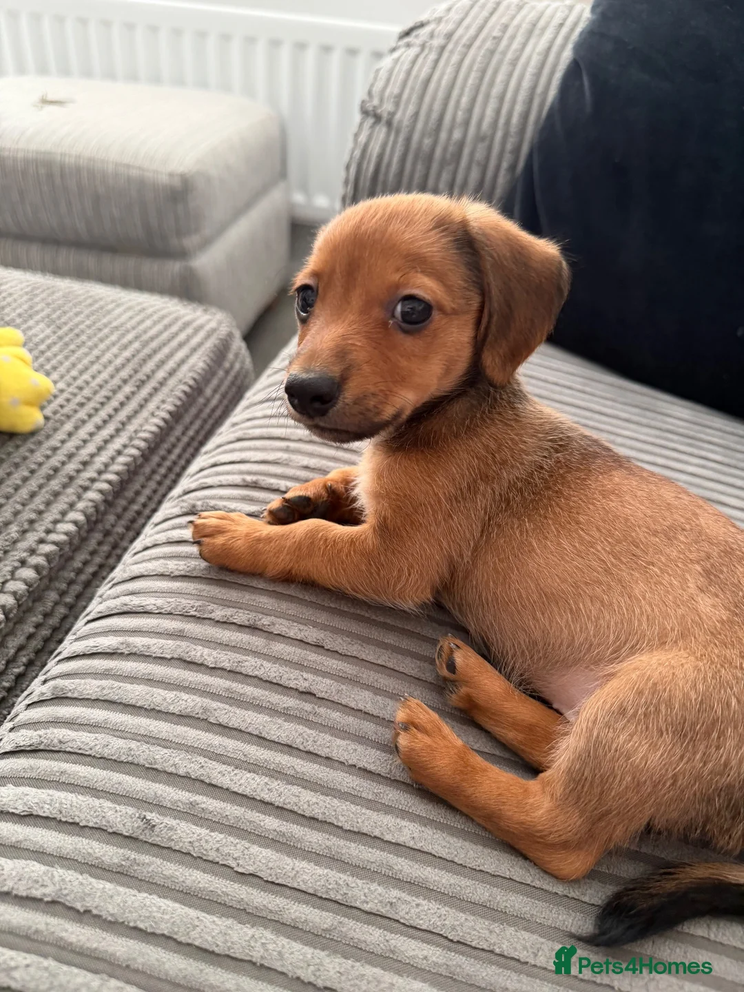 Jackshund dogs for sale: Daisy  - Advert 2