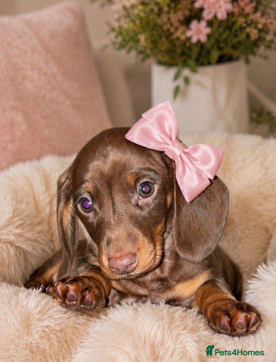 Miniature Dachshund dogs Miniature Dachshund ready now  🐾 - Advert 3