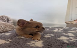 French Bulldog dogs for sale: Fluffy French Bulldogs/DNA Tested Parents  - Image 24