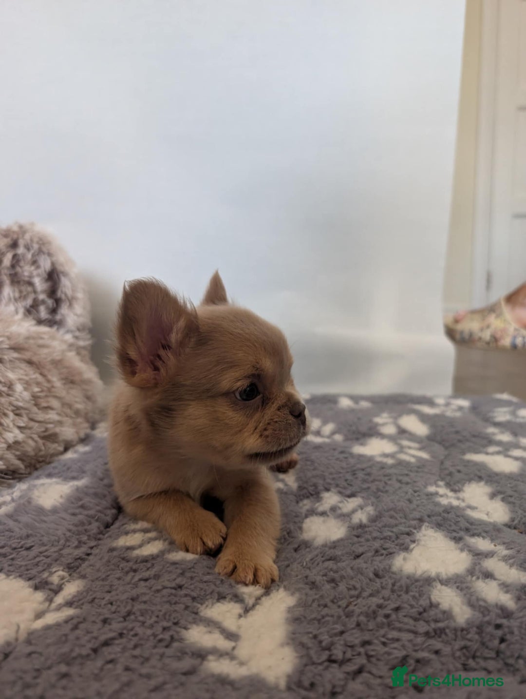 French Bulldog dogs for sale: Fluffy French Bulldogs/DNA Tested Parents  - Image 24
